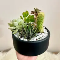 Lima macam jenis kaktus mini didalam pot hitam bundar dengan hiasan batu kerikil putih.