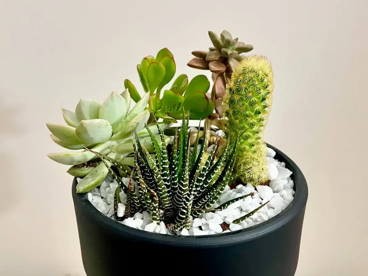 Lima macam jenis kaktus mini didalam pot hitam bundar dengan hiasan batu kerikil putih.