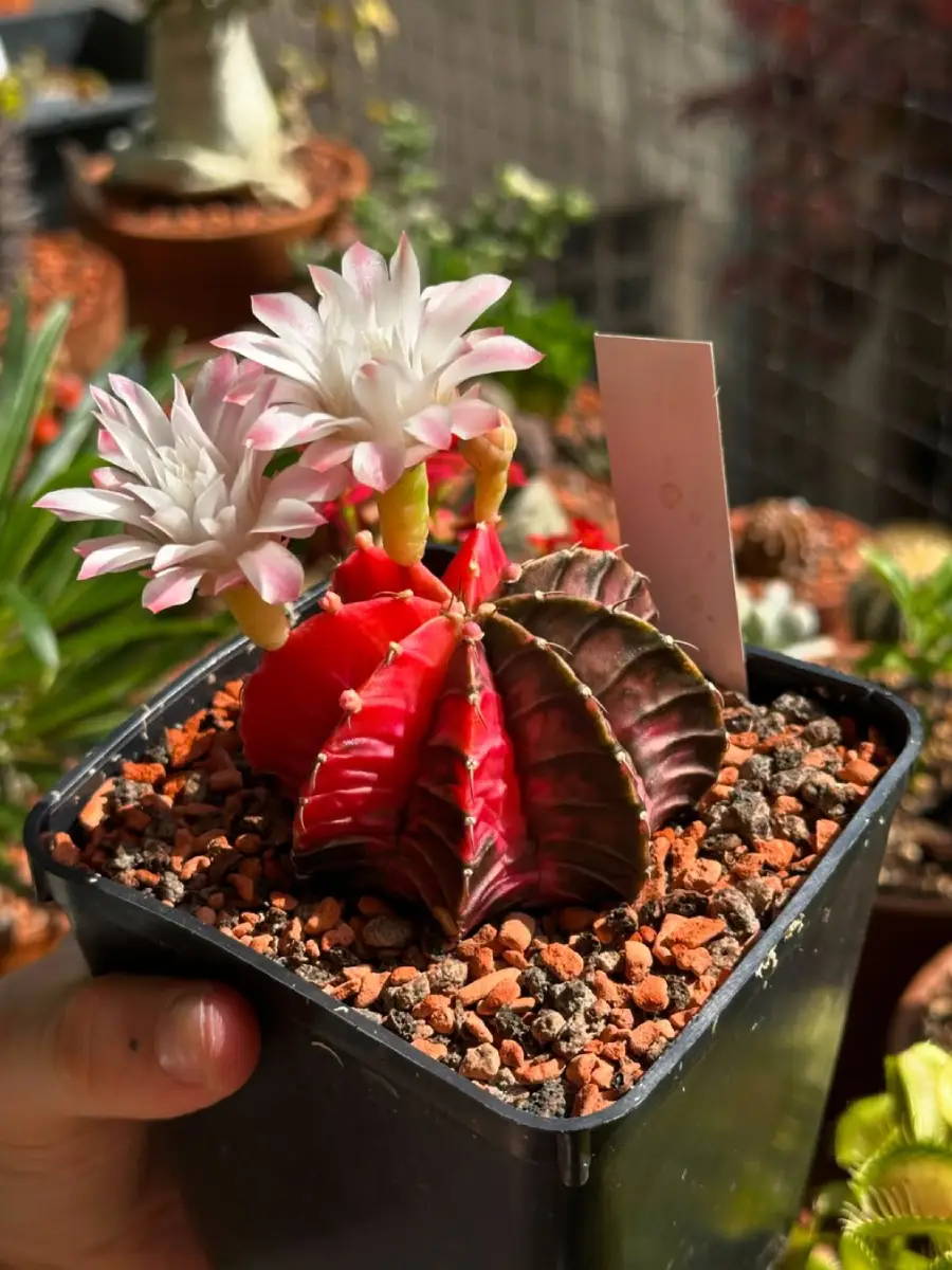 Kaktus mini jenis Gymnocalycium mihanovichii warna merah dengan binga merah muda didalam pot plastik hitam berhiaskan kerikil hitam oranye.