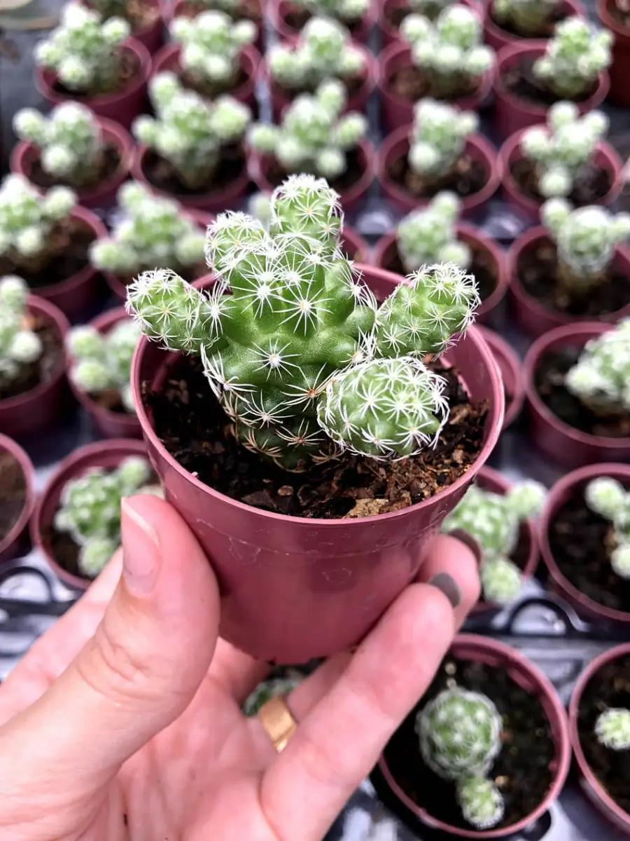 Kaktus mini jenis Mammillaria gracilis fragilis.