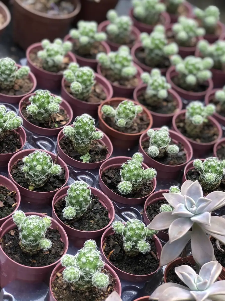 Kaktus mini jenis Mammillaria gracilis fragilis.