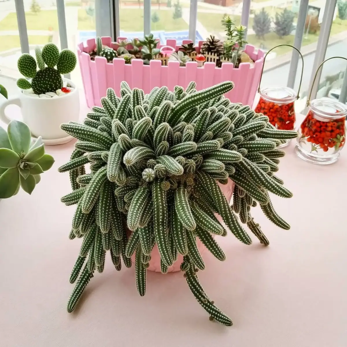 Kaktus mini jenis Echinopsis Chamaecereus yang meluap dari potnya.