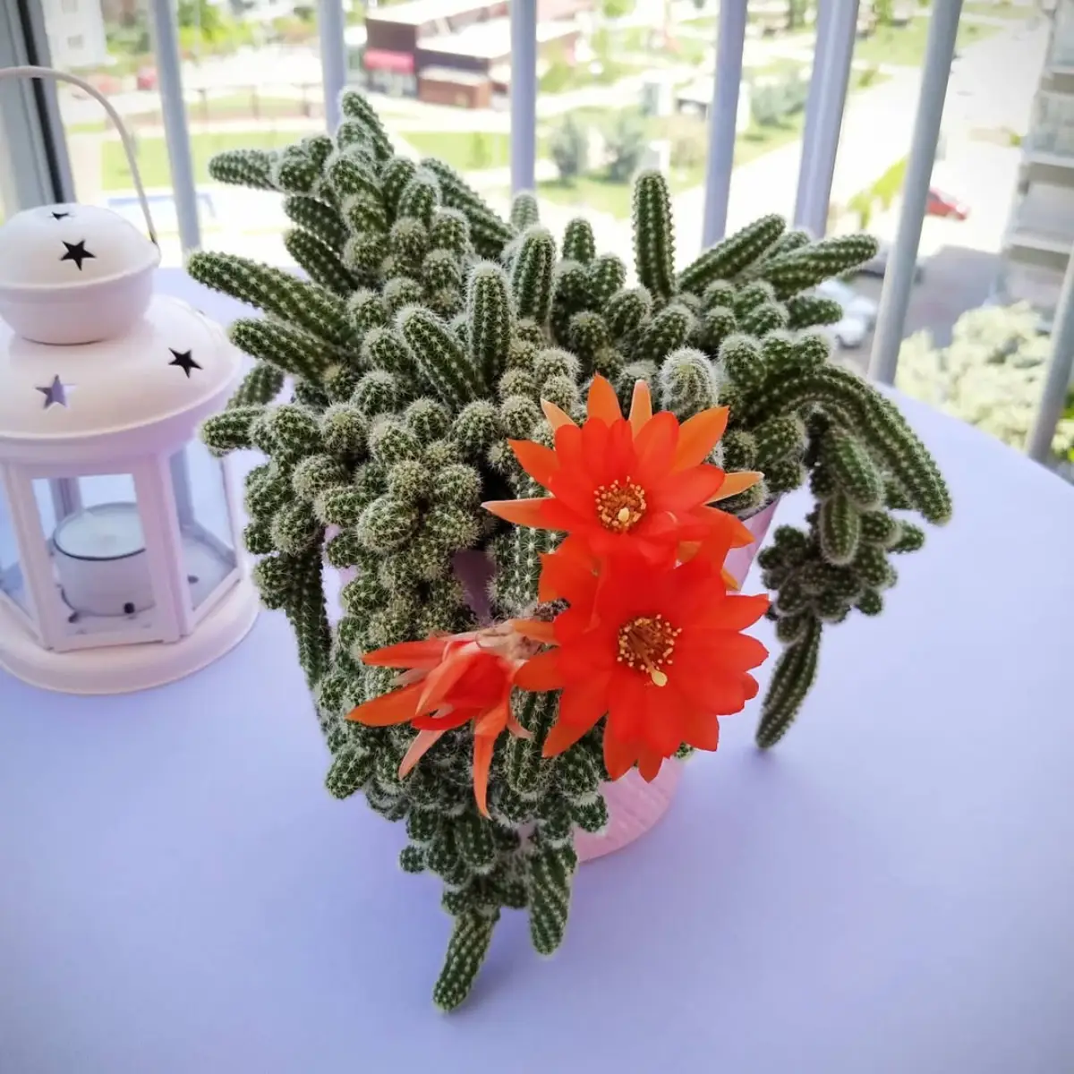 Kaktus mini jenis Echinopsis Chamaecereus dengan bunga oranye.