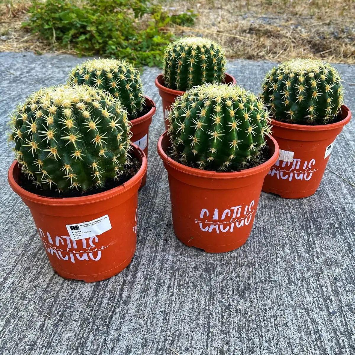 Kaktus mini jenis Echinocactus Grusonii varian Brevispinus di pot oranye.