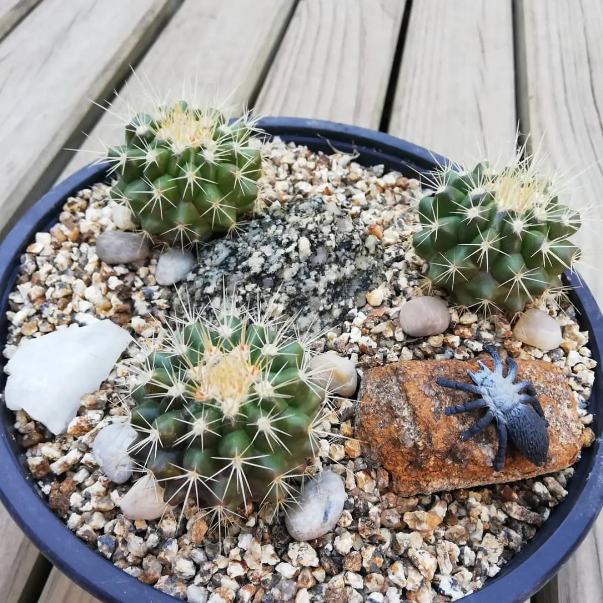 Kaktus jenis Echinocactus Grusonii Mini di pot dengan kerikil.