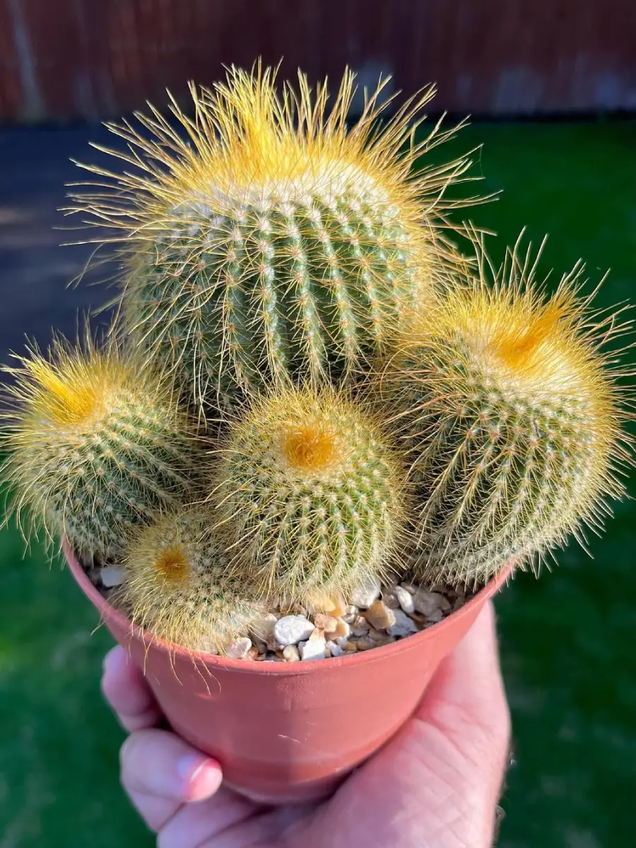 Kaktus mini jeni Parodia leninghausii dengan duri emas.