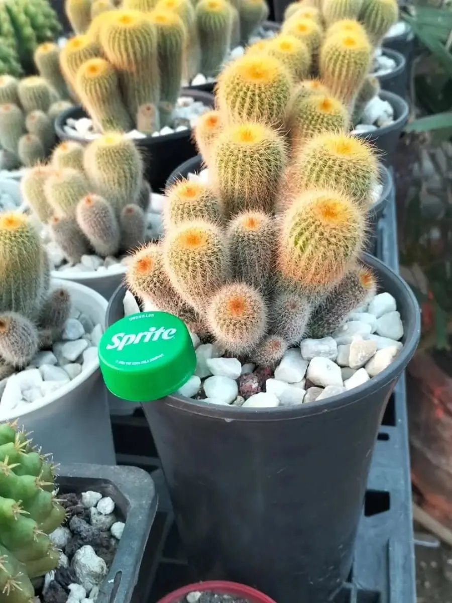 Kaktus mini jeni Parodia leninghausii dengan duri emas.