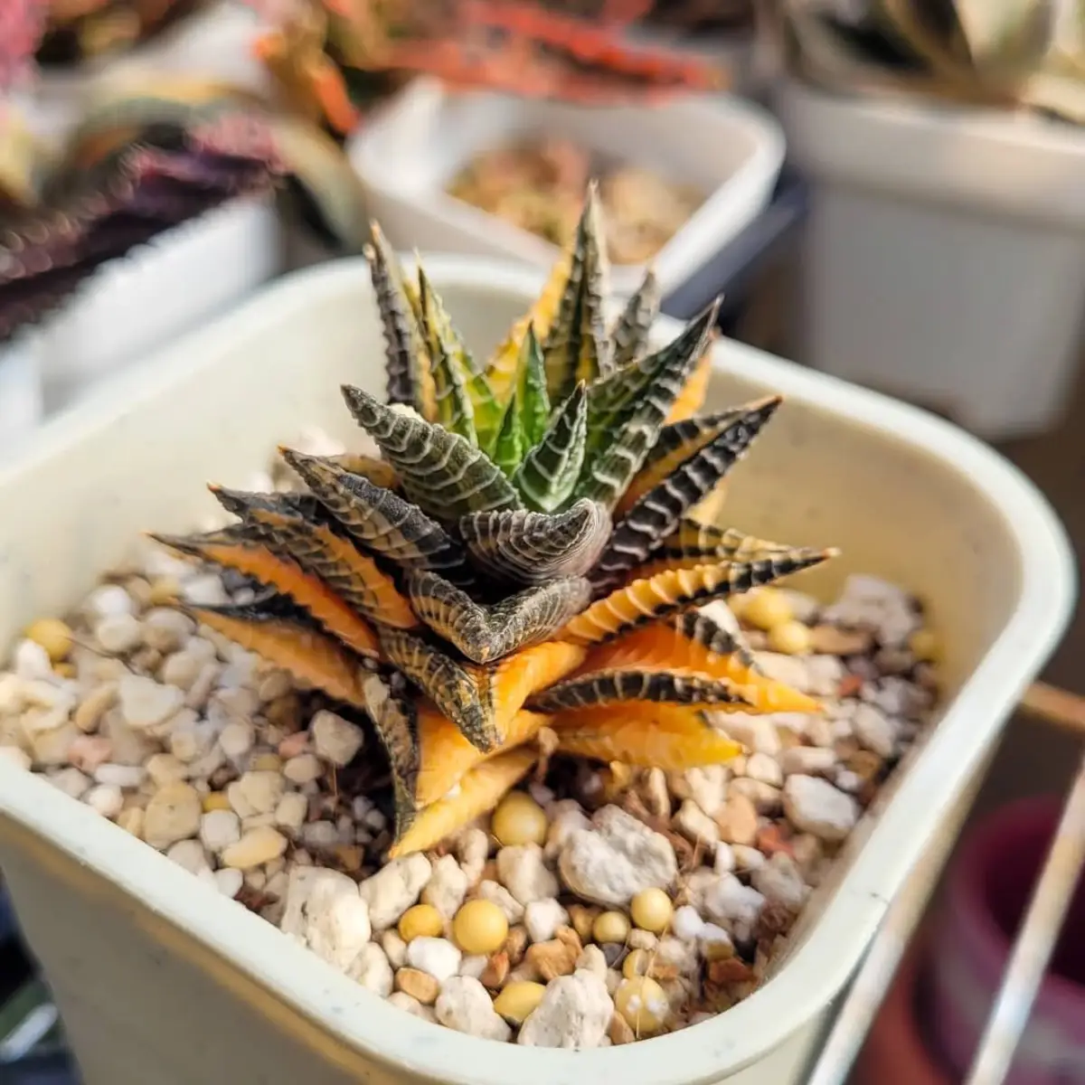 Kaktus mini jenis haworthia faciata warna hijau dan kuning didalam pot putih dengan kerikil putih.