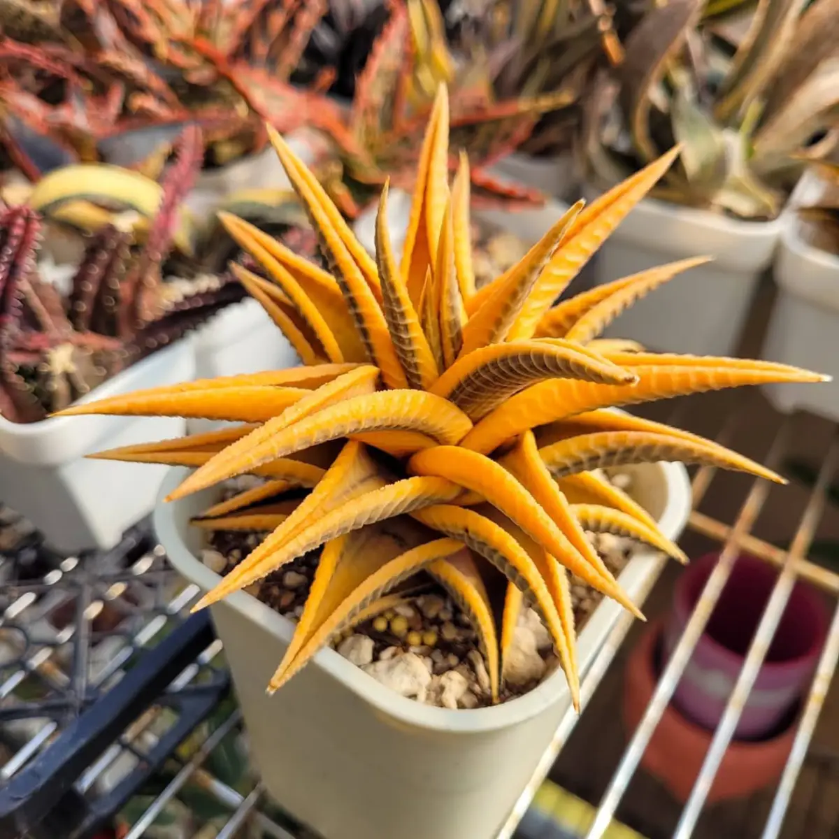 Kaktus mini jenis haworthia faciata warna kuning didalam pot putih dengan kerikil putih.