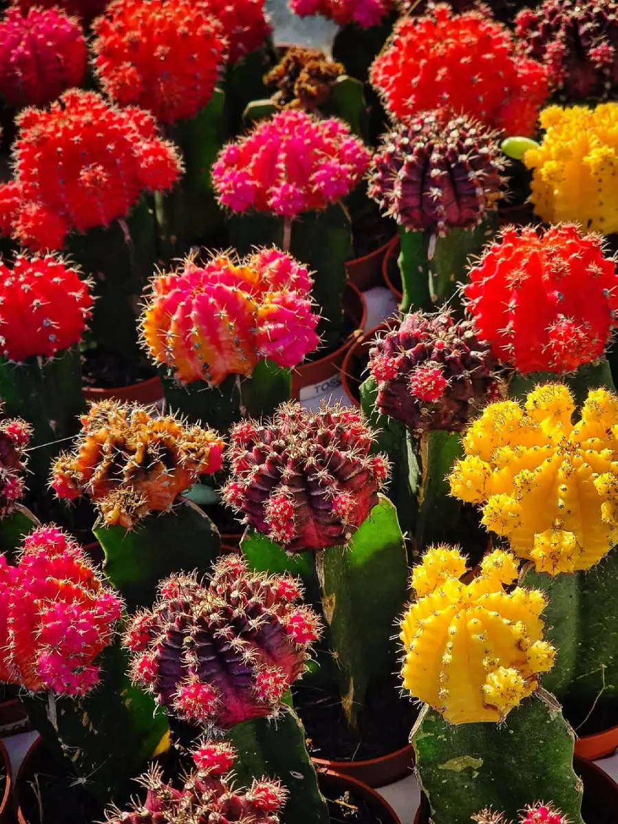 Berbagai macam kaktus mini jenis Gymnocalycium mihanovichii warna merah, kuning, ungu.