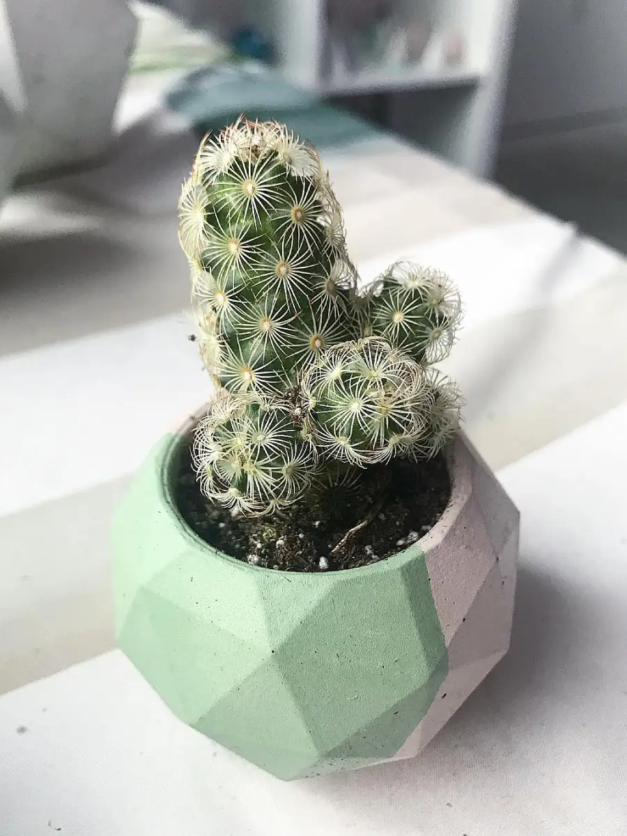 Kaktus mini jenis Mammillaria Elongata didalam pot keramik hijau muda dan putih.