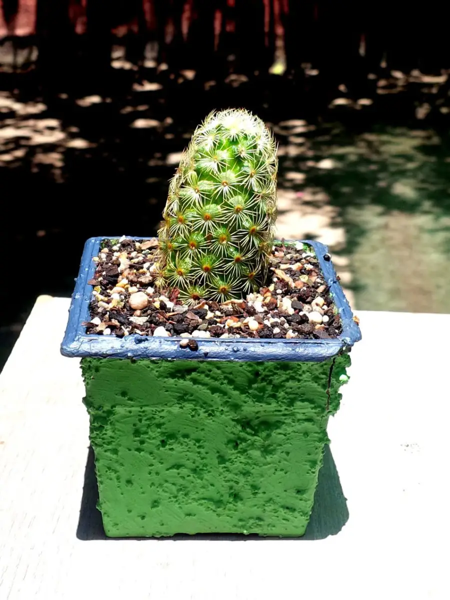 Kaktus mini jenis Mammillaria Elongata didalam pot beton hijau.