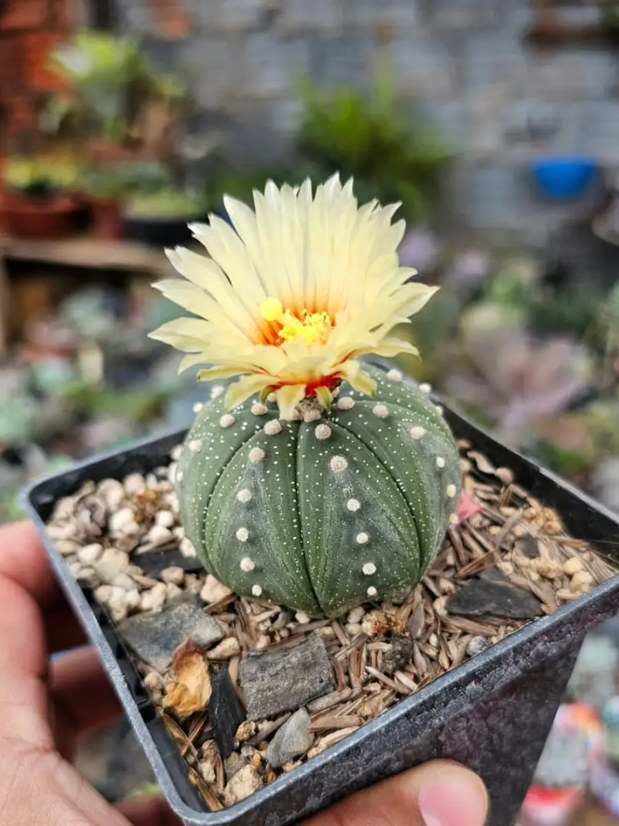 Kaktus mini jenis Astrophytum asterias dengan bunga kuning didalam pot plastik hitam.