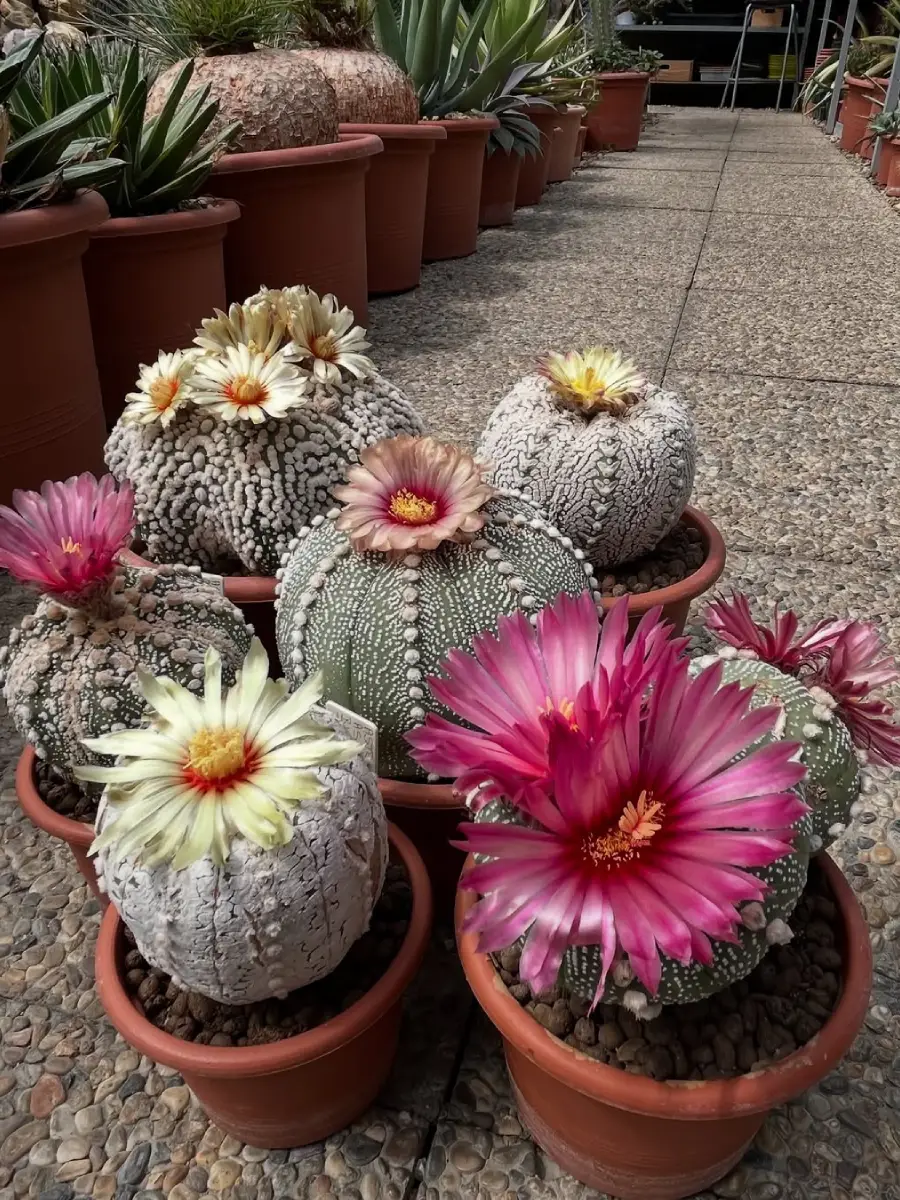 Beberapa kaktus mini jenis Astrophytum asterias dengan bunga warna putih dan merah muda.