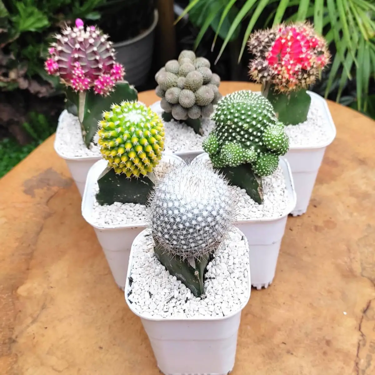 Beberapa varian kaktus mini jenis Rebutia didalam pot putih.