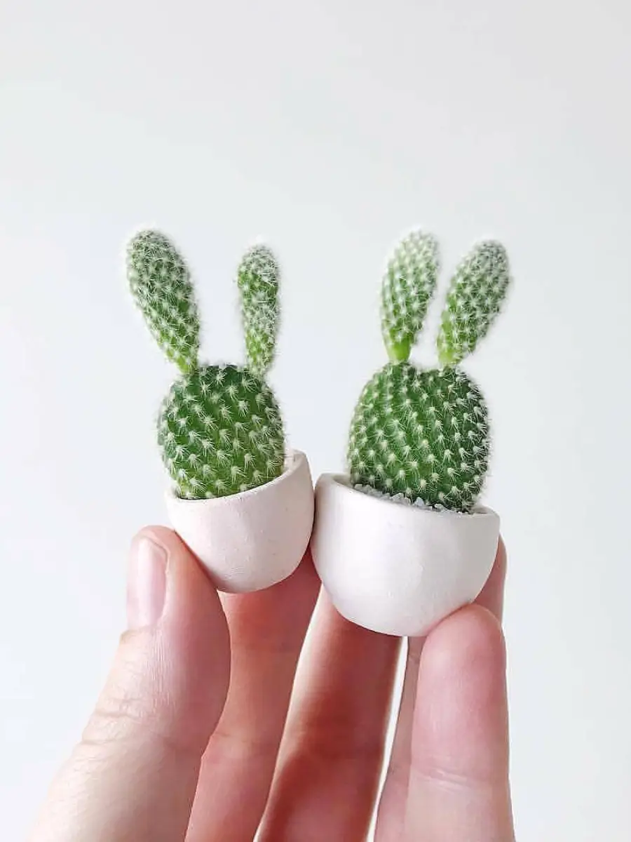 Dua buah kaktus mini jenis Opuntia Microdasys didalam pot keramik putih kecil.