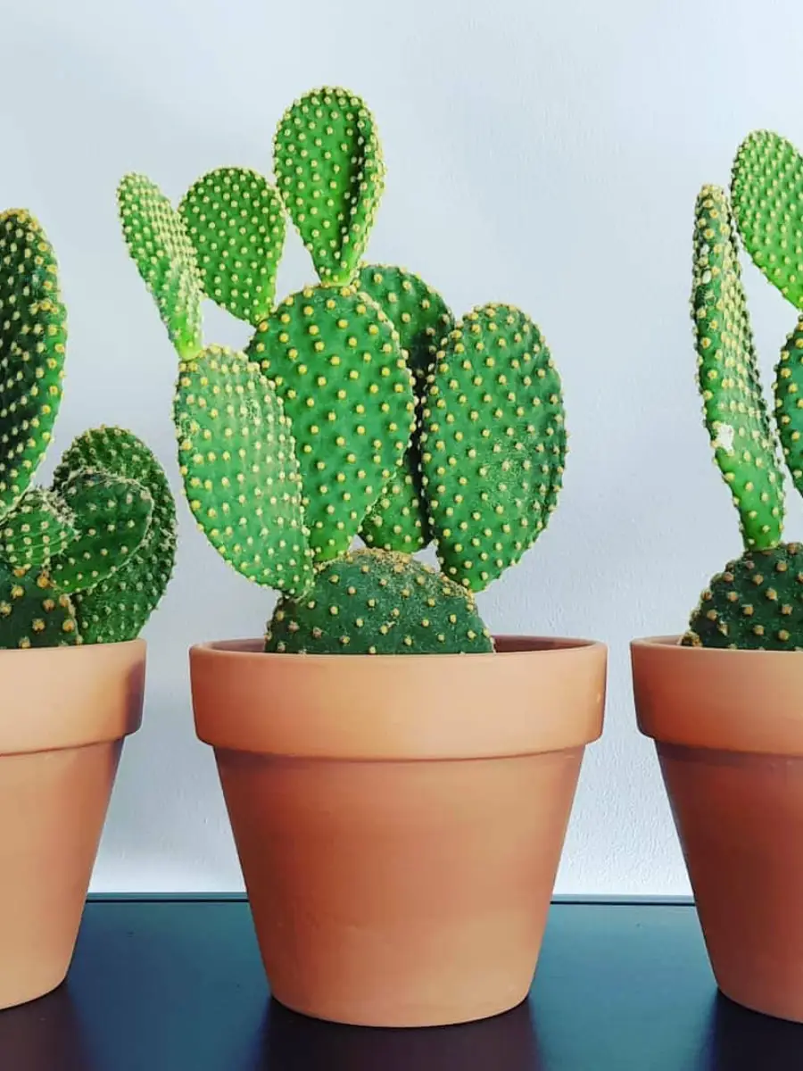 Kaktus mini jenis Opuntia Microdasys didalam pot gerabah.