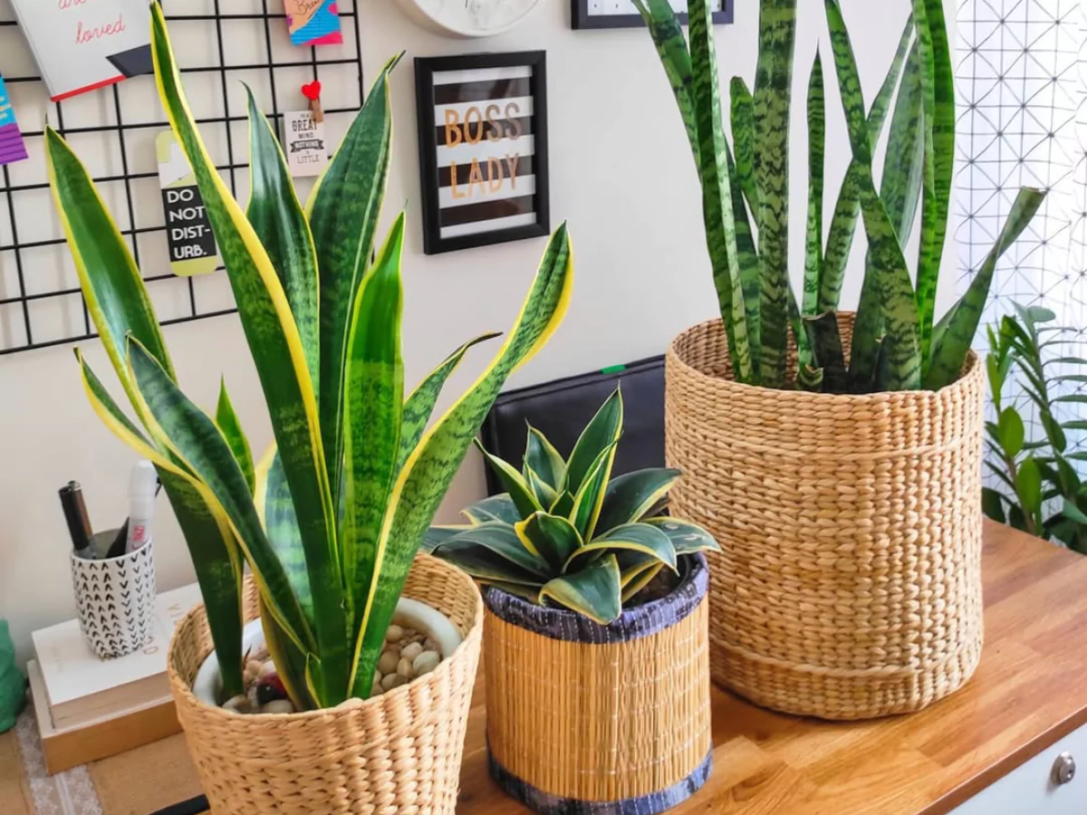 Tiga jenis tanaman lidah mertua di atas meja.