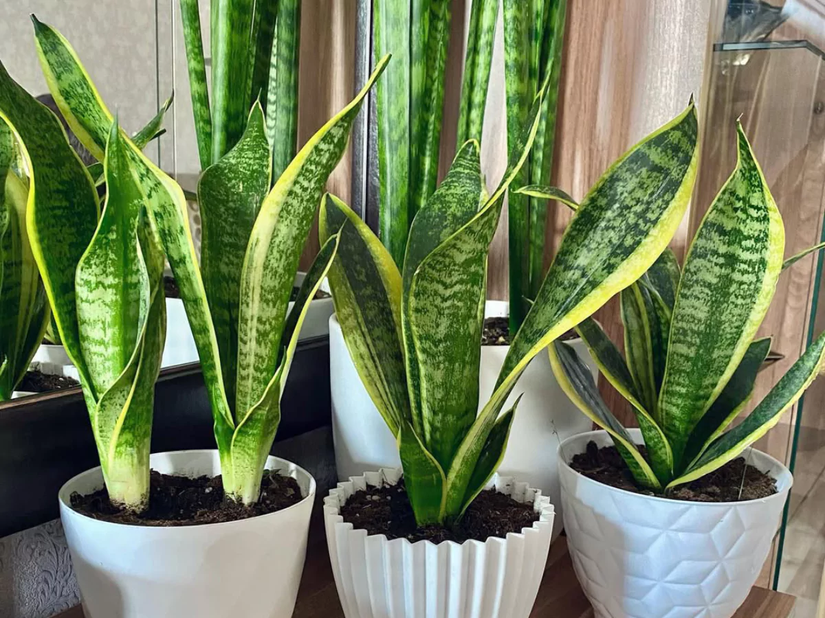 Sansevieria trifasciata Laurentii