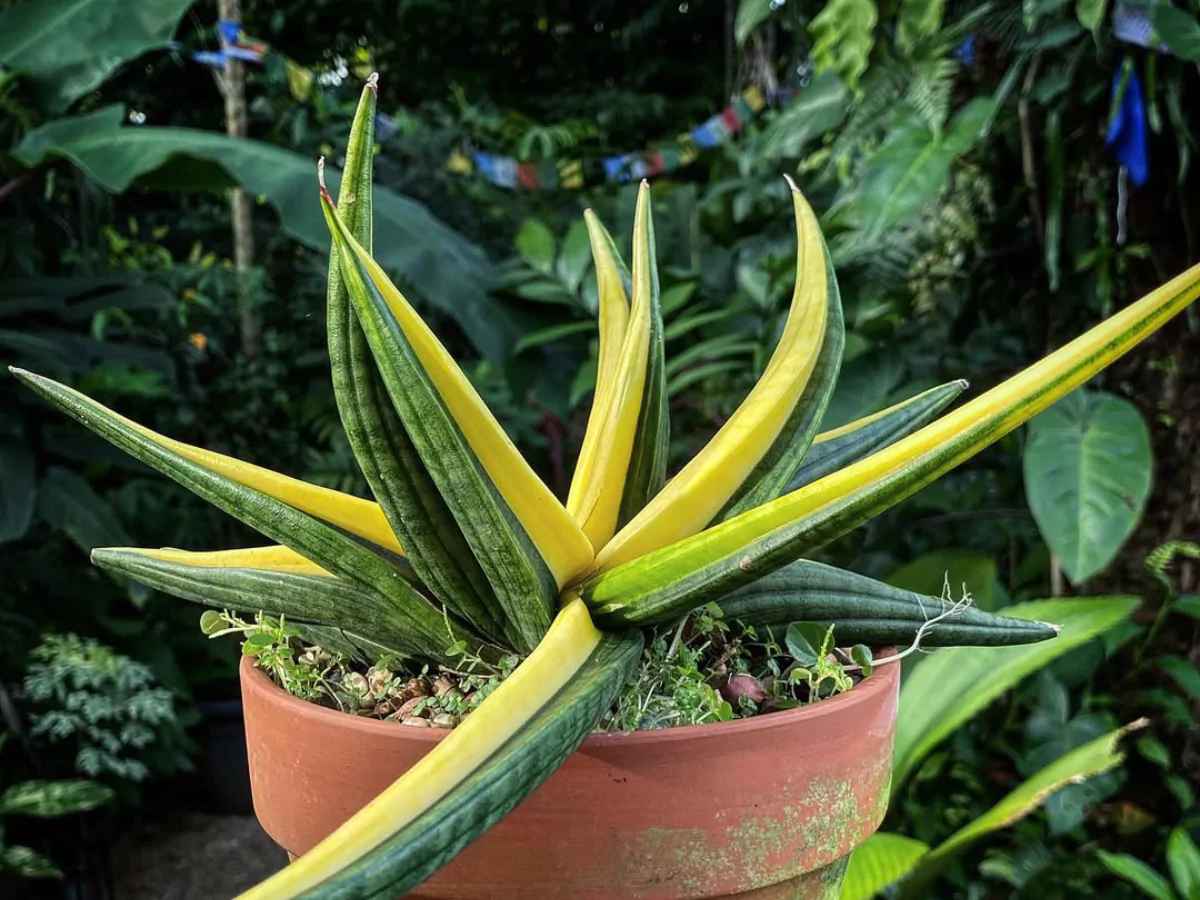 Sansevieria patens