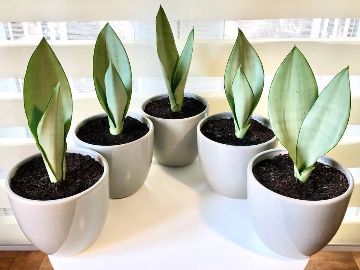 Sansevieria trifasciata Moonshine