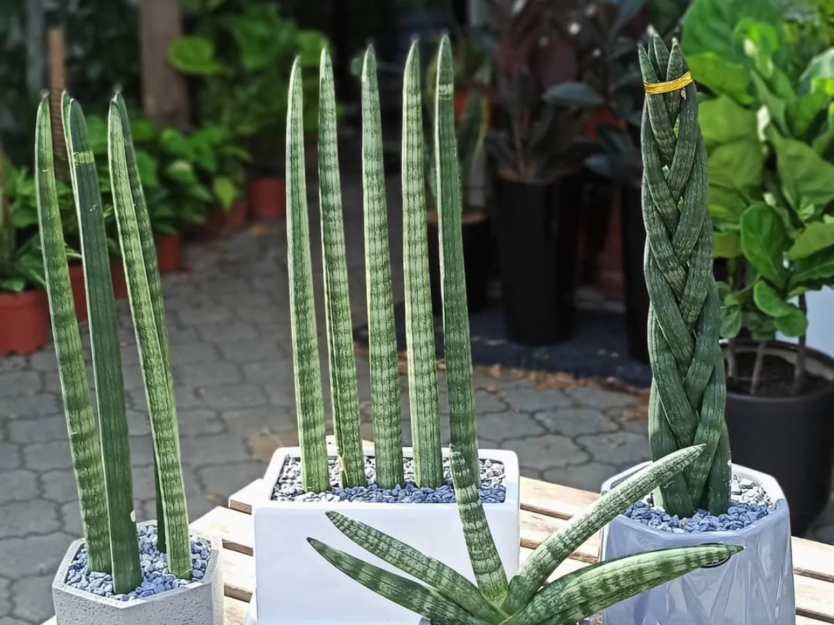Sansevieria cylindrica