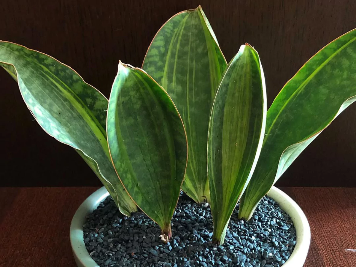 Sansevieria masoniana