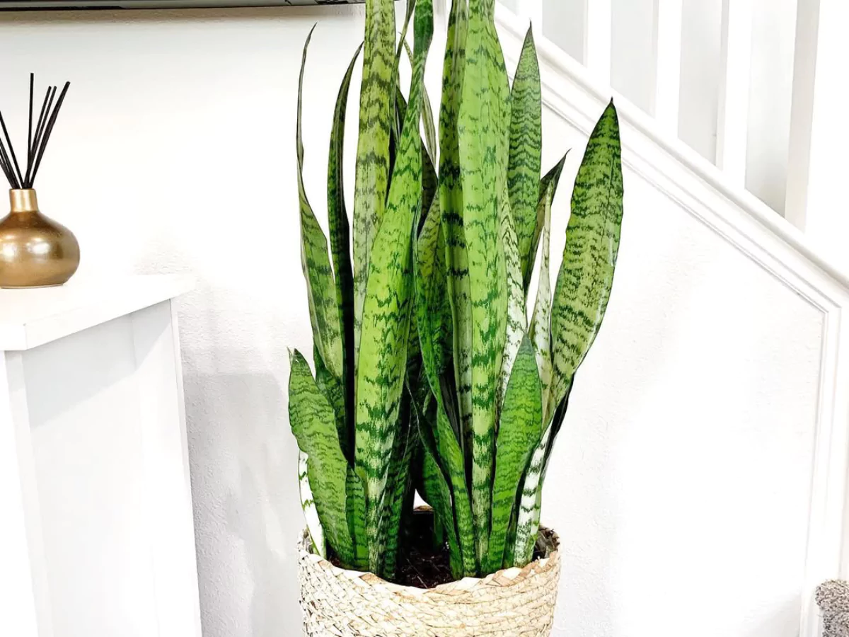 Sansevieria zeylanica