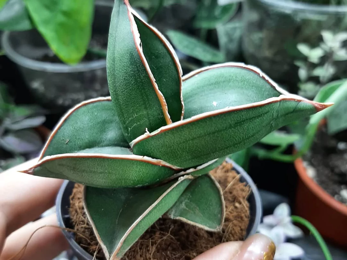 Sansevieria ehrenbergii atau Samurai