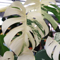 Monstera deliciosa variegata dengan corak warna putih.