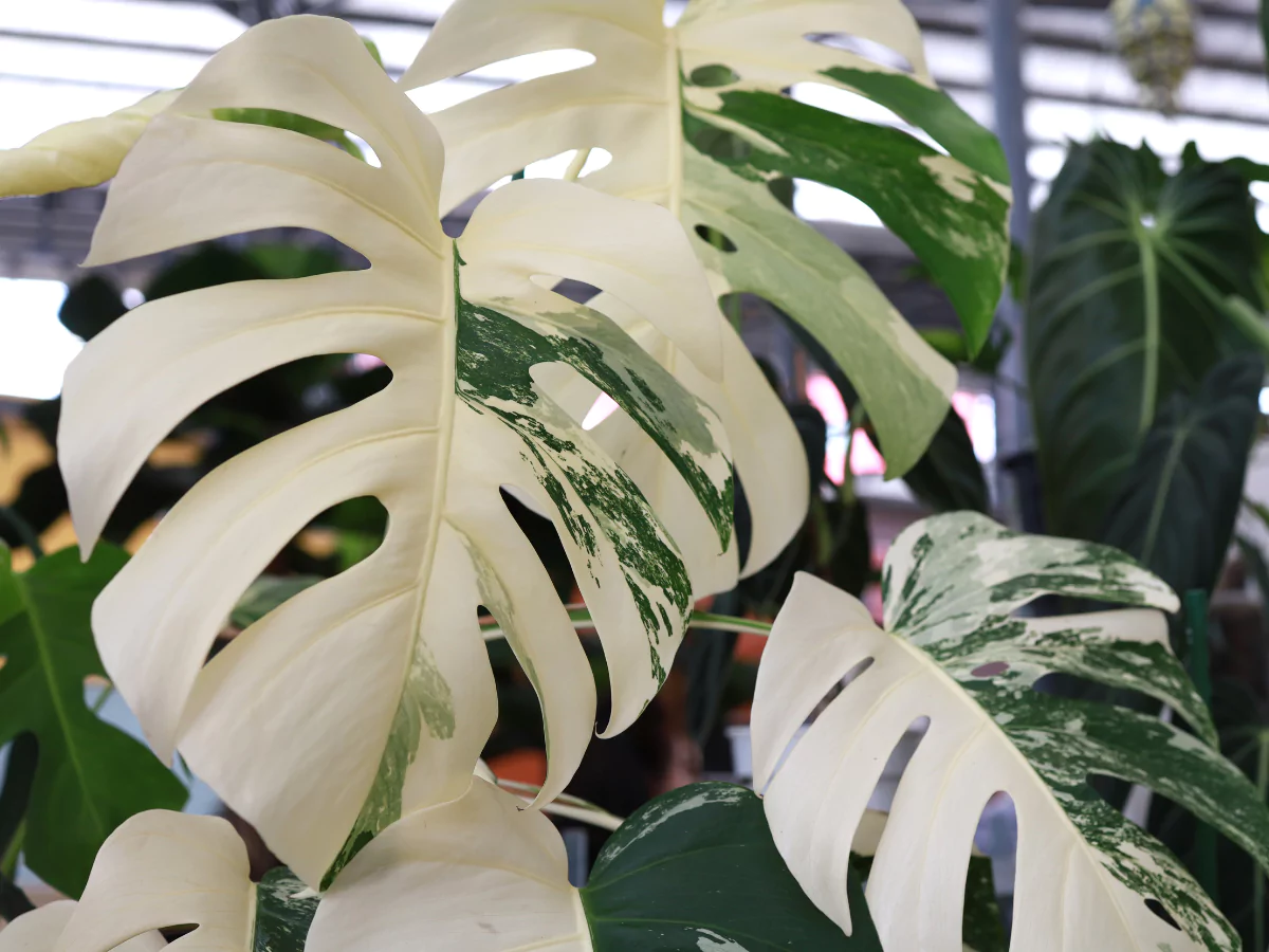 Monstera deliciosa variegata dengan corak warna putih.