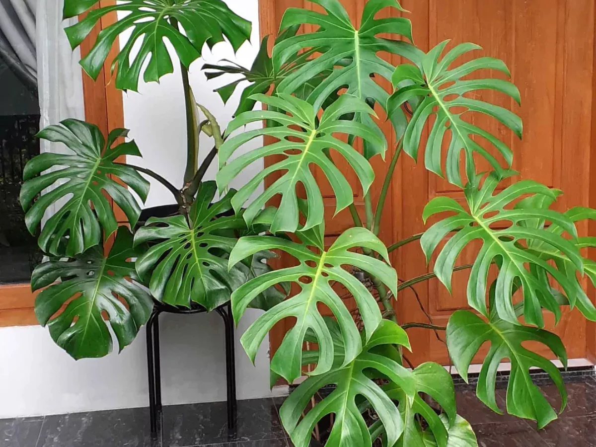 Jenis Monstera deliciosa.