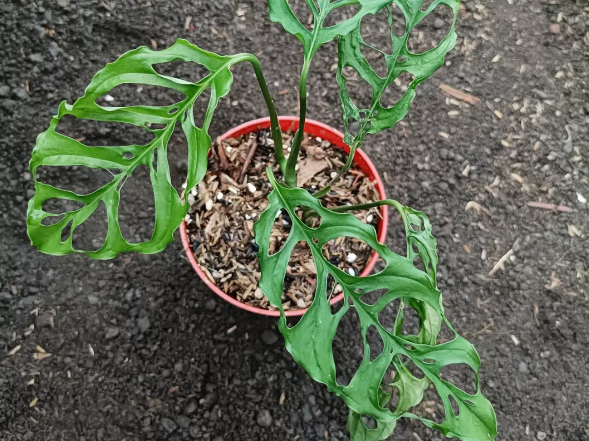 Jenis Monstera obliqua.