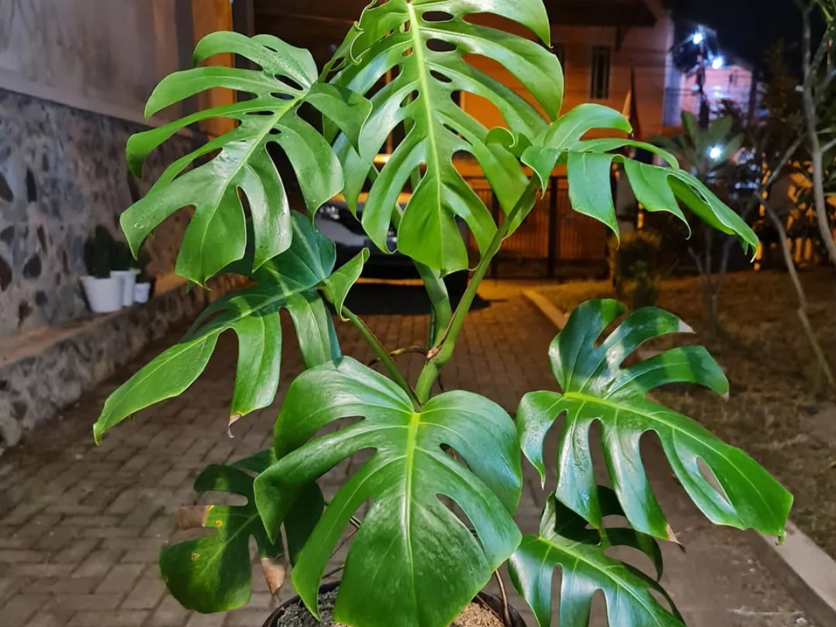 Jenis monstera borsigiana.