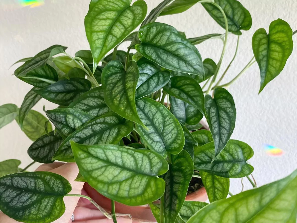 Jenis monstera siltepecana.