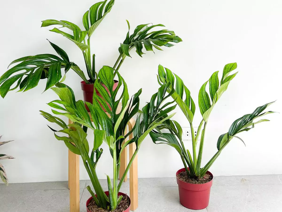 Jenis Monstera pinnatipartita.