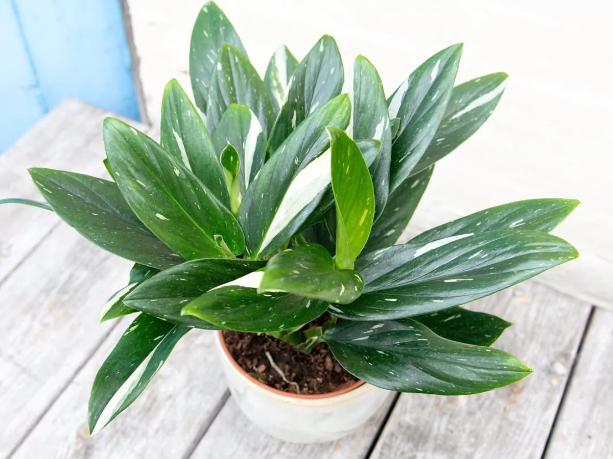 Jenis Monstera standleyana.