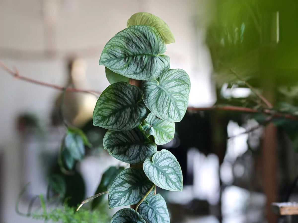 Jenis Monstera dubia.