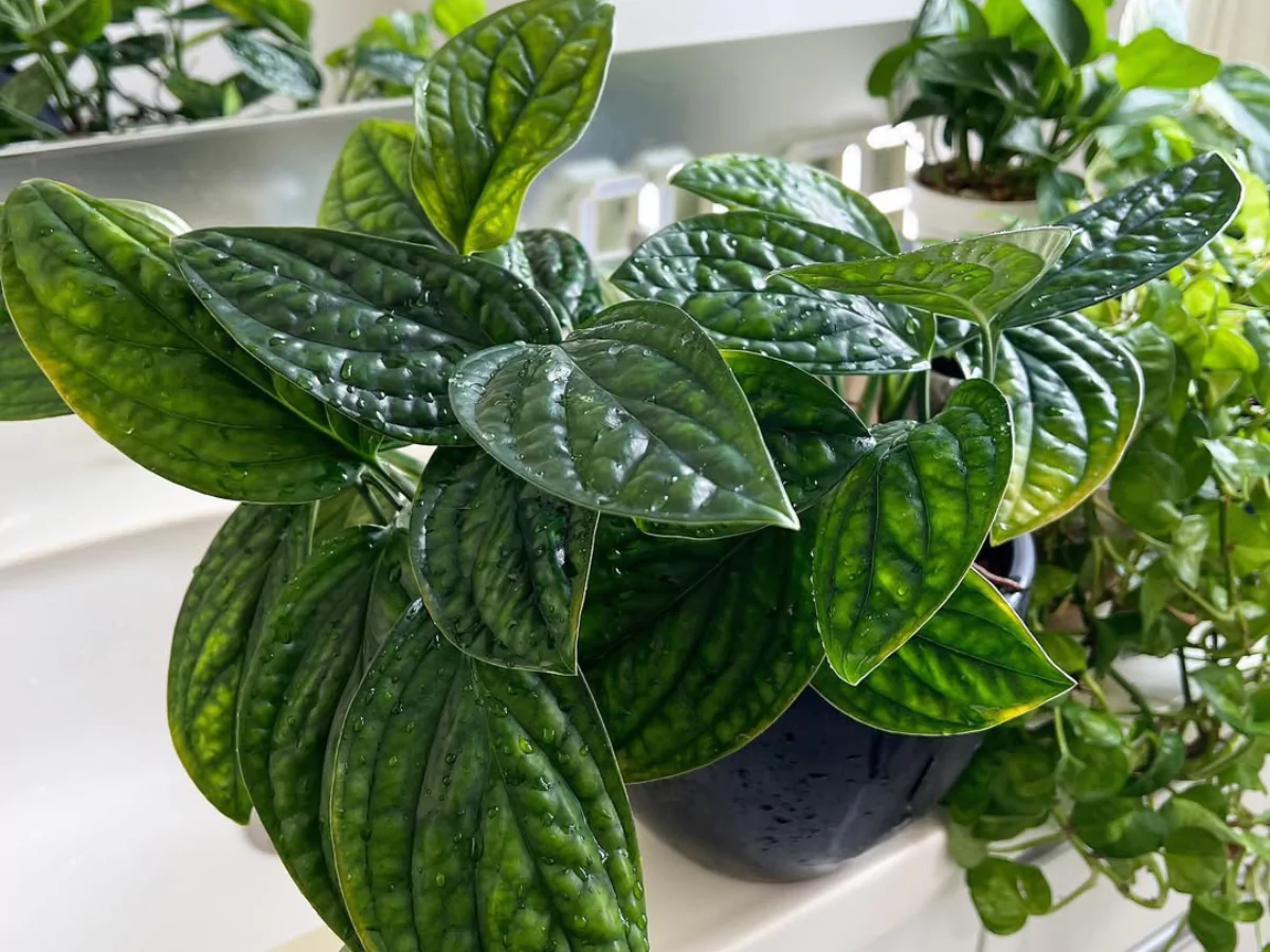 Jenis Monstera peru.