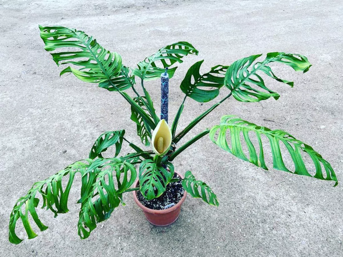 Jenis Monstera esqueleto.