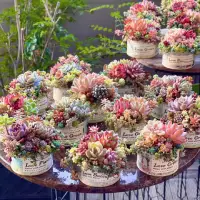 Berbagai macam jenis sukulen warna-warni.