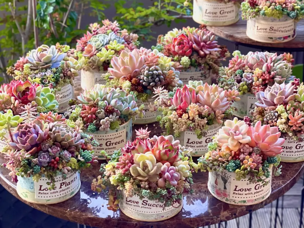 Berbagai macam jenis sukulen warna-warni.