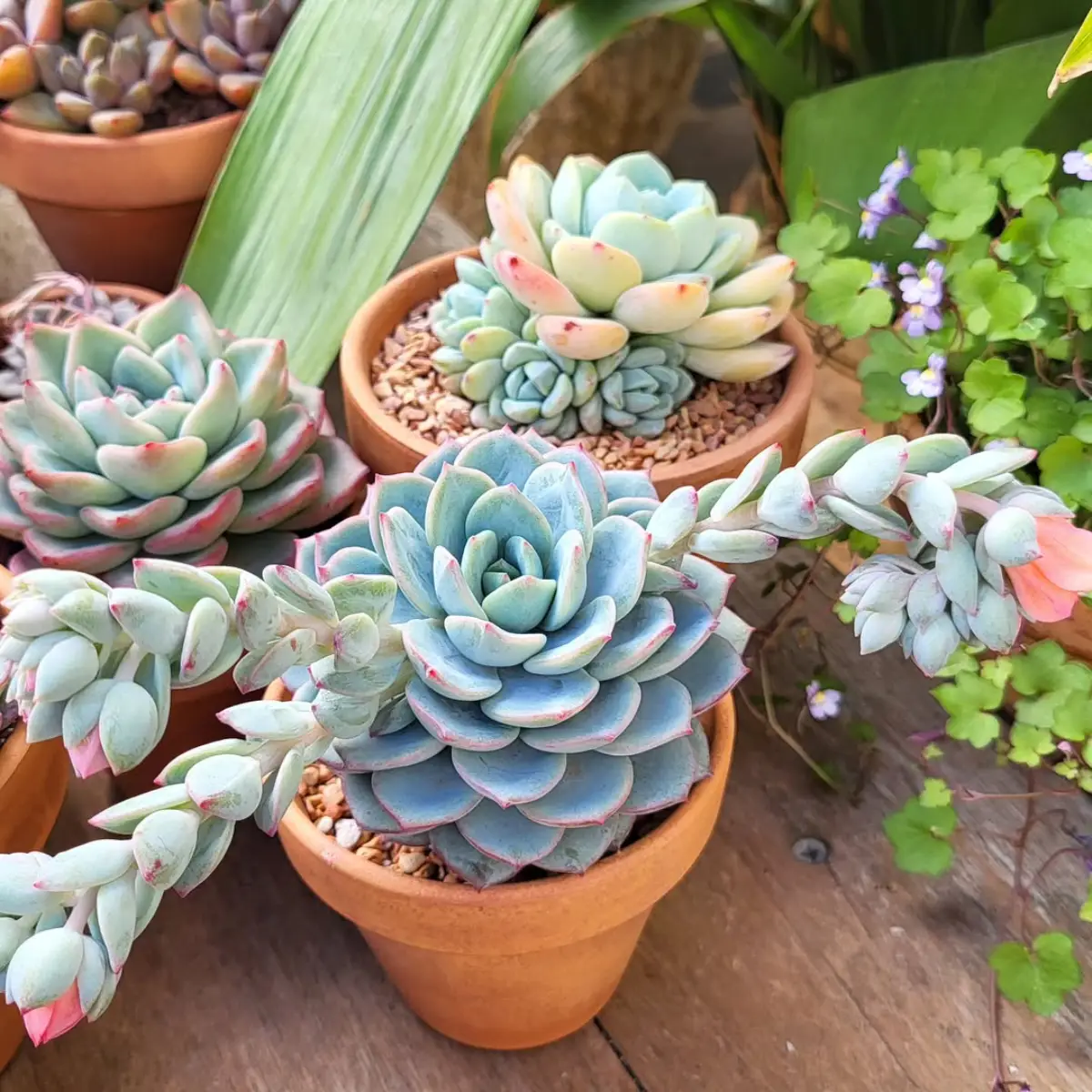 Sukulen jenis Echeveria Peacockii Bluete berwarna biru pastel di pot oranye.