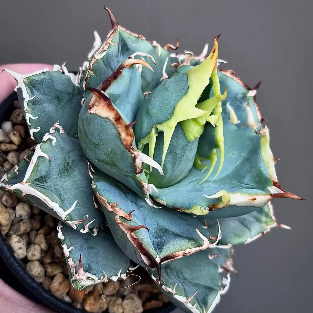 Sukulen agave warna hijau.