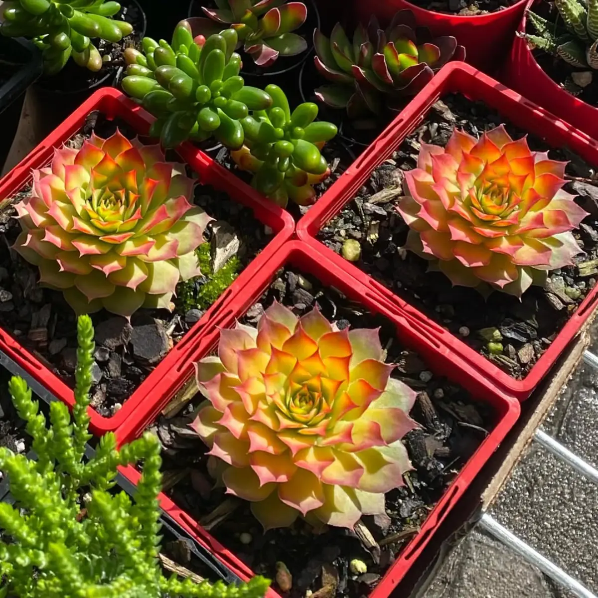 Tiga buah sukulen Sempervivum Gold Nuggets.