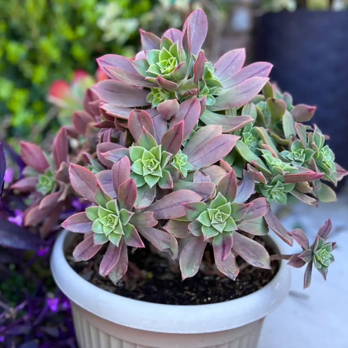 Sukulen Aeonium leucoblepharum dengan daun berwarna pastel ungu dan hijau pada ujungnya.