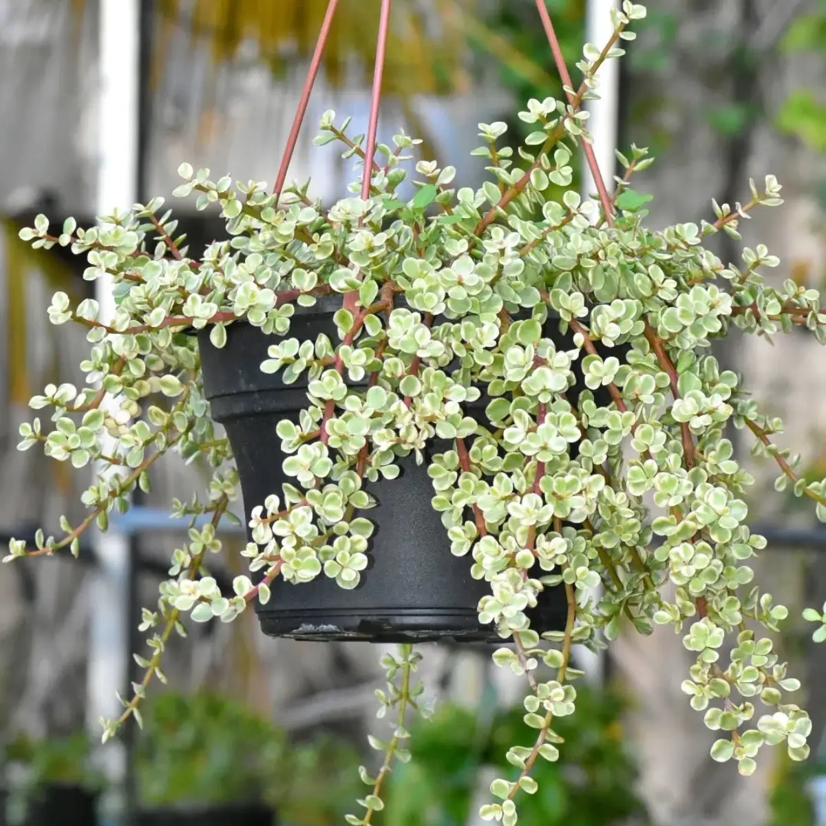Sukulen Portulacaria afra varigrata didalam pot gantung hitam.