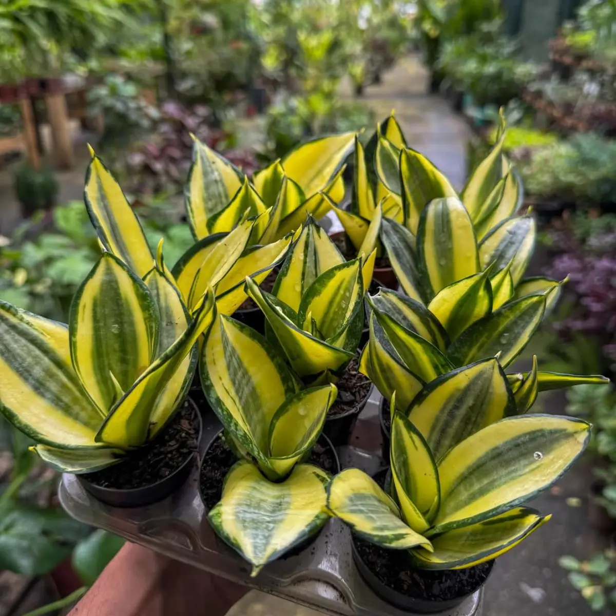 Sukulen sansevieria atau lidah mertua.