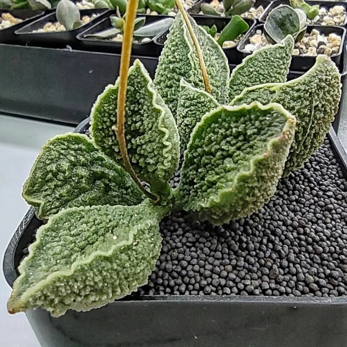 Sukulen Adromischus marianiae dalam pot hitam permukaan dihiasi batu kerikil hitam.