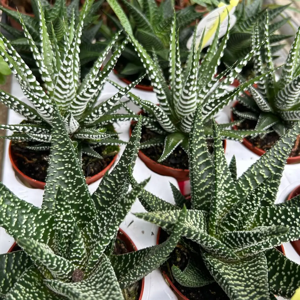Sukulen haworthia atau kaktus zebra.